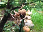 Araña de cuagtro manchas