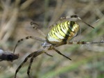 Araña tigre o Argíope