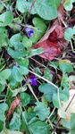 Violeta de jardín