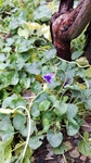 Violeta de jardín
