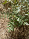 Fresno (Fraxinus angustifolia)