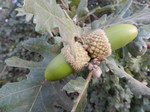 fruto de roble melojo (Quercus pyrenaica)