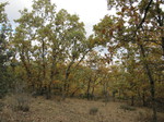 Roble melojo (Quercus pyrenaica)