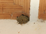 Golondrina común (Hirundo rustica) ejemplares jovenes en el nido