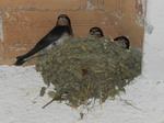 Golondrina común (Hirundo rustica) ejemplares jovenes en el nido