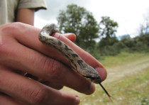 Coronella girondica