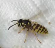 Avispa común (Vespula vulgaris)
