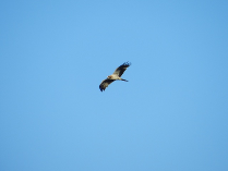 Águila Calzada