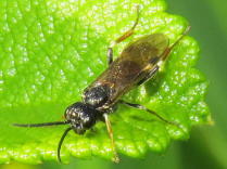 Foto obtenida en http://bugguide.net/node/view/196368