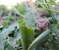 Culebra bastarda o de Montpellier