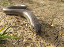 Eslizón tridáctilo