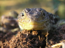 Lagarto ocelado
