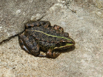 Rana verde ibérica