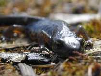 Tritón Ibérico