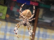 Araña de cuatro manchas