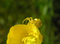 Araña Cangrejo