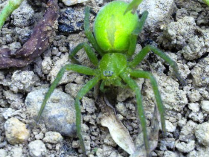 Araña de los prados