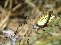 Araña tigre