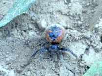 Araña Napoleón