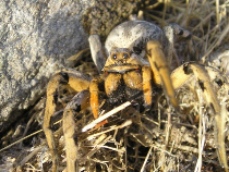 Araña lobo (Tarántula)