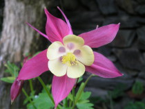 Aguileña
