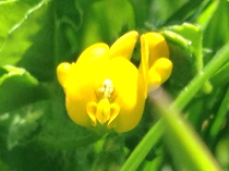 Alfalfa de secano