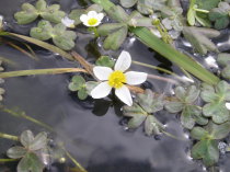 Ranúnculo de agua