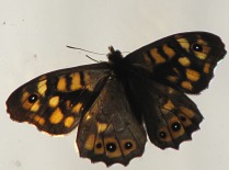Mariposa de los muros