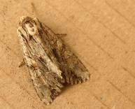 Imago de Apamea monoglypha