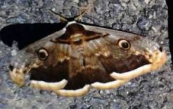 mariposa Gran pavón