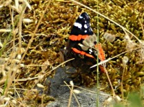 Vanessa atalanta