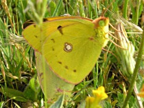Colias alfacariensis