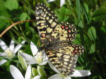 mariposa Arlequín