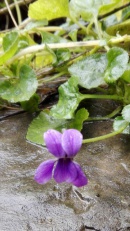 Violeta