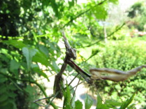 Mantis palo