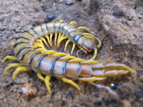 Escolopendra