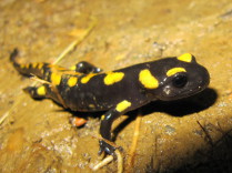 Salamandra común