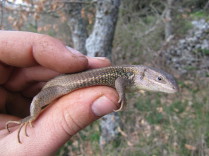 Lagartija colilarga