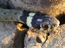 Culebra de collar
