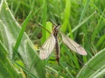 Típula ( Nephrotoma appendiculata)