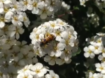 Mylabris uhagonii