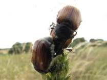 Melolontha melolontha