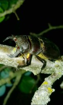 Psaudolucanus barbarossa