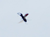 Ciervo volante