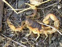 Escorpión