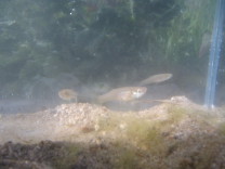 Gambusia
