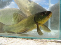 Tenca