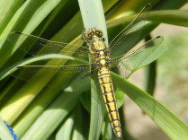 Hembra de libélula azul