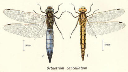 Orthetrum cancellatum (macho y hembra)