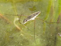 Zapatero (Gerris lacustris)